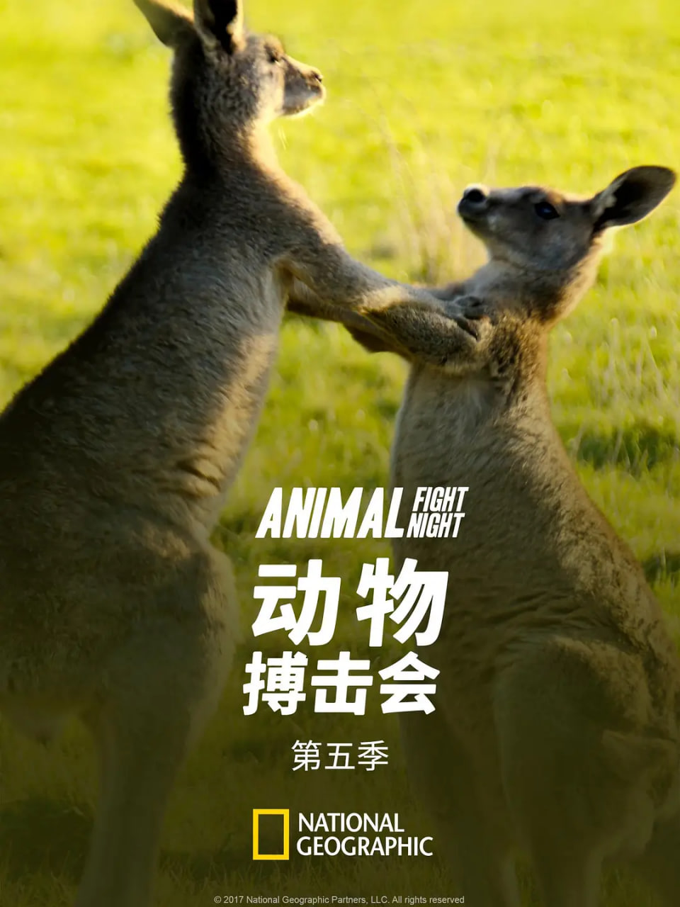 动物搏击会第五季封面图