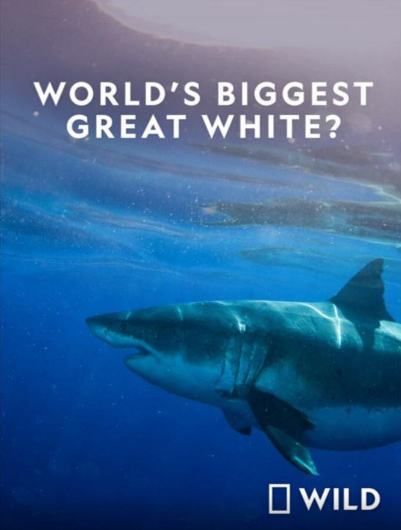 世界最大的公牛鲨封面图