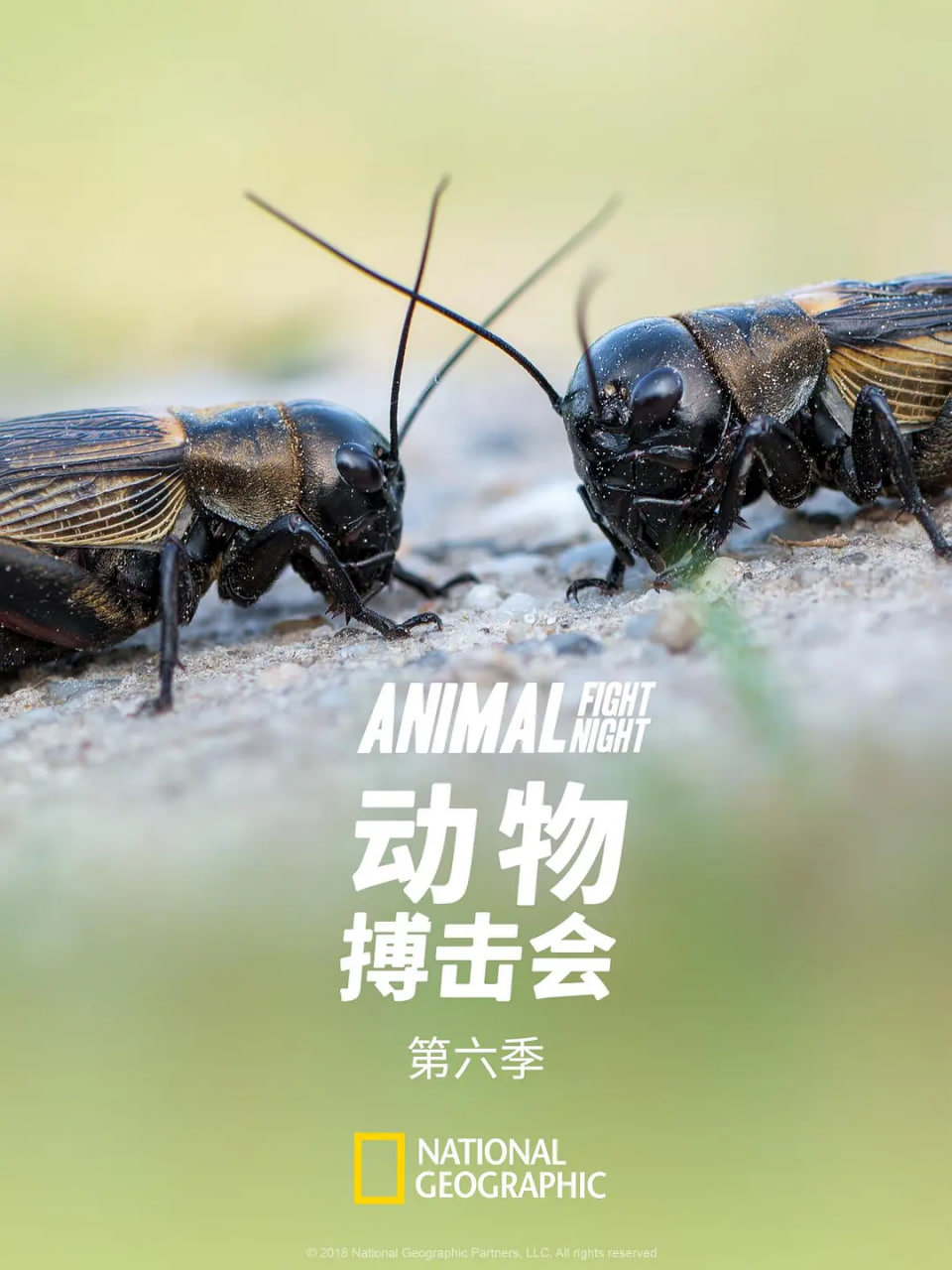 动物搏击会第六季封面图